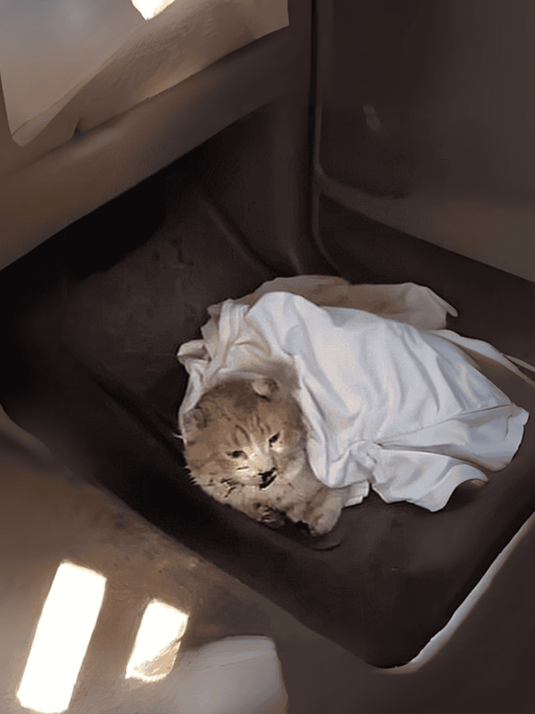 Adorable cat resting on a car seat with a white blanket, cozy and calm.