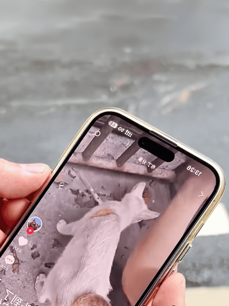 Pet rescue and animal adoption platform.