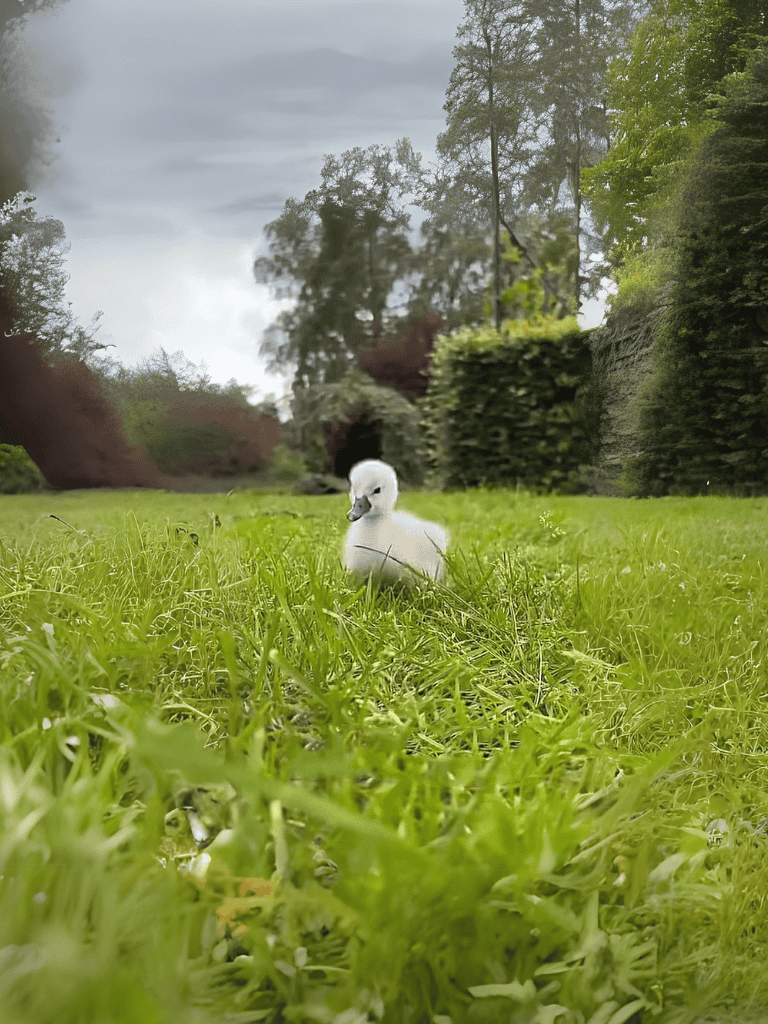 A peaceful white swan standing in lush green grass amid a verdant landscape with trees and cloudy sky.