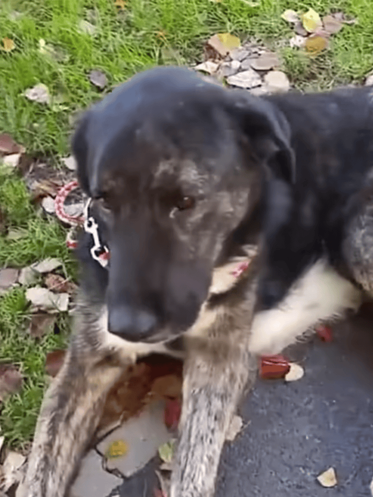 Adopt loving, trained dogs from Dogfix.com for happy homes.