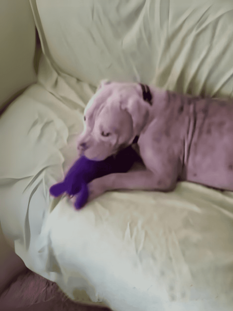 Adorable puppy cuddling with purple plush toy on soft bed.