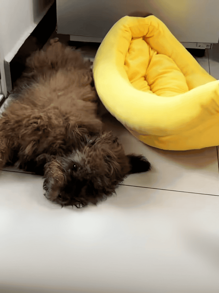 Adorable fluffy puppy resting near cozy yellow pet bed, perfect for snuggling and comfort.