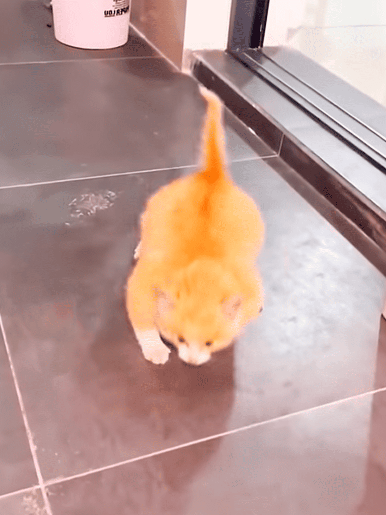 Adorable golden puppy walking on dark tiled floor near glass door.