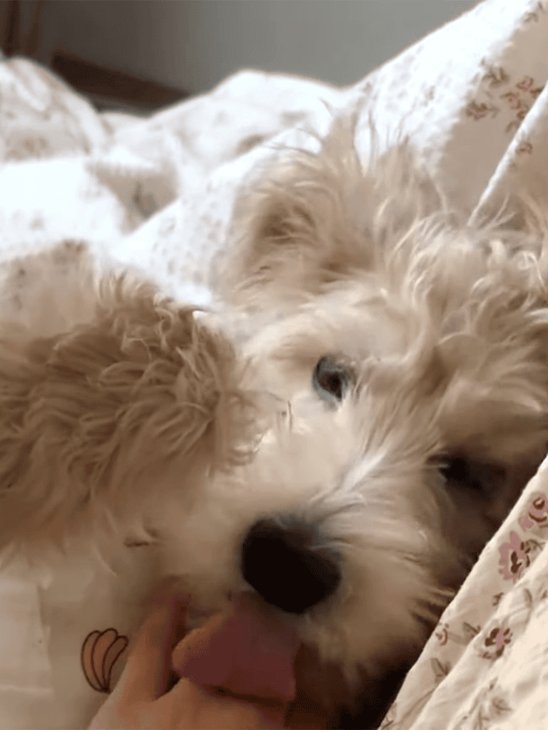 Adorable fluffy puppy lying on bed, cute and relaxed, near soft floral bedding.