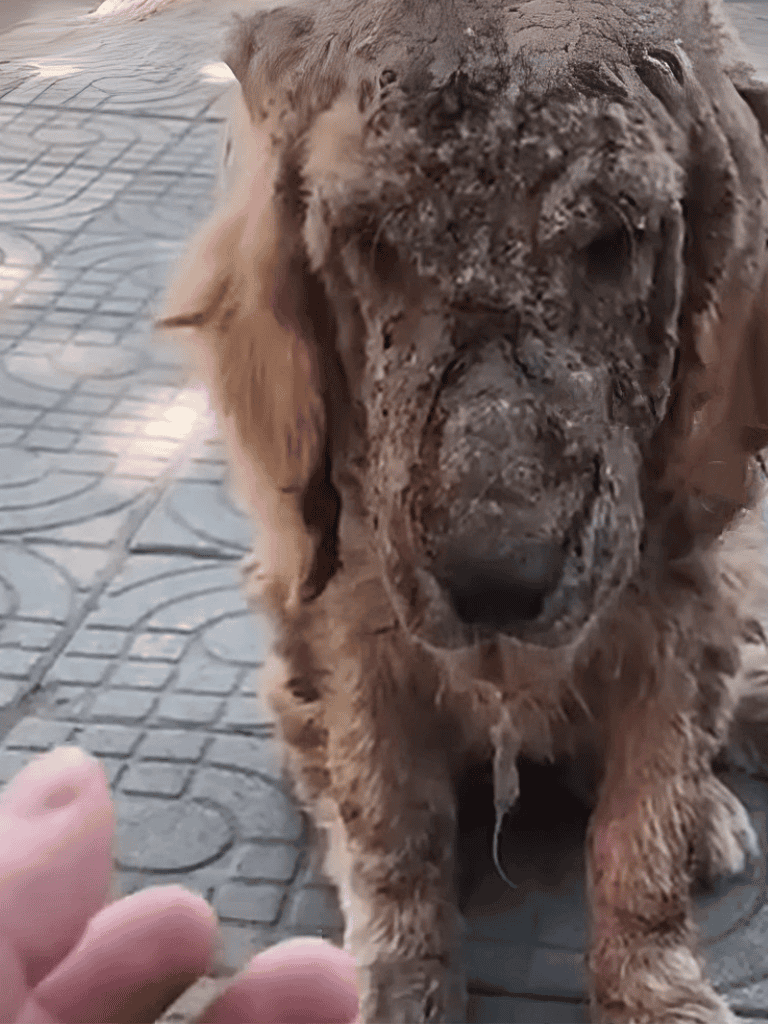 Chow Chow dog with thick coat and unique facial features, sitting on patterned pavement outdoors.