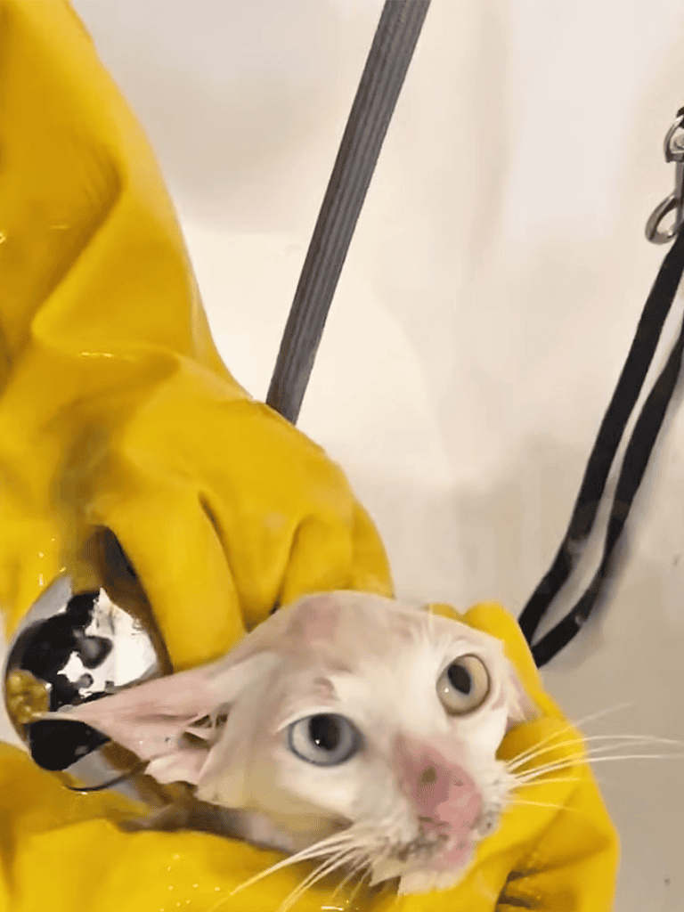 Highly detailed, close-up of a kitten being given a bath, claws and paws visible.