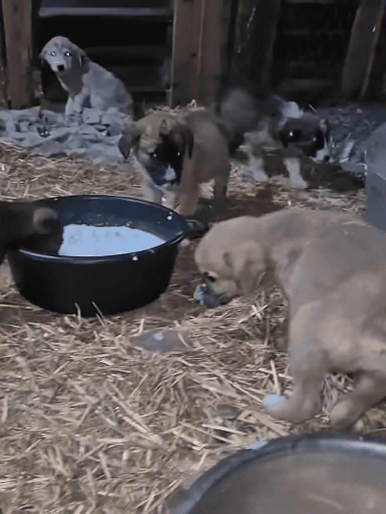 Adorable puppies exploring and playing with milk in a rustic barn setting.
