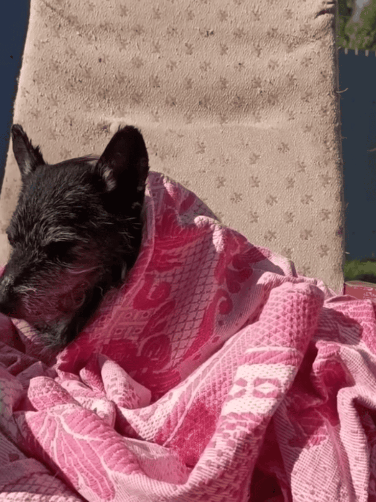 Dog relaxing outdoors wrapped in pink blanket on a lounge chair.