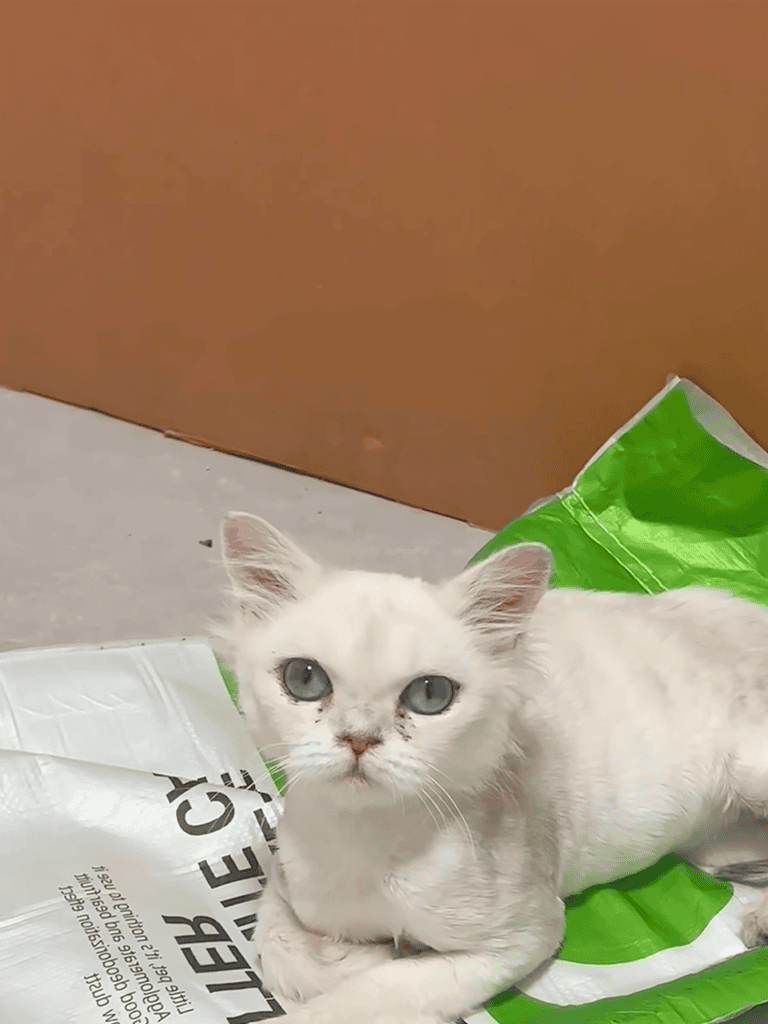Adorable white kitten lying on dog food bag, indoor setting, cute pet image.