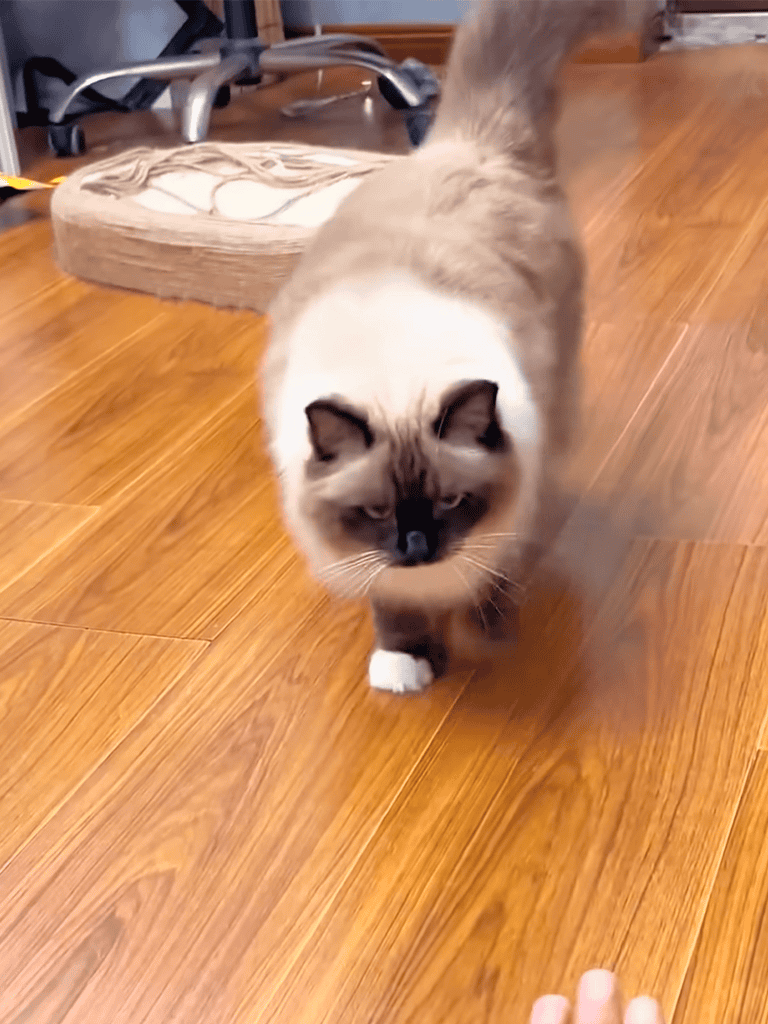 Siamese cat walking on hardwood floor, adorable feline with striking blue eyes and color points.