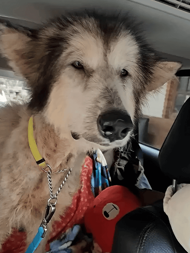 Husky dog sitting in car, adorable pet photography.