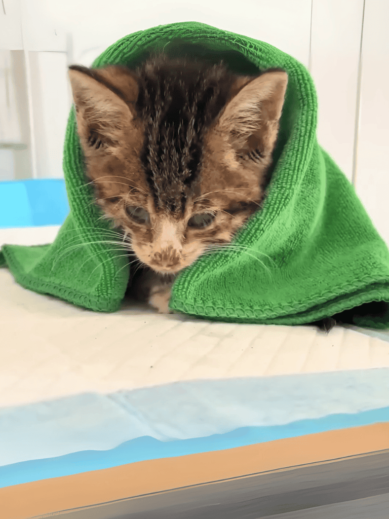 Adorable kitten wrapped in a vibrant green towel, looking curious and cozy. Perfect for pet care and animal health.