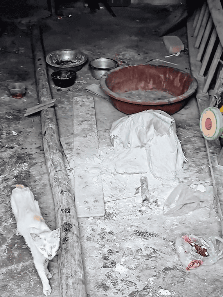 Dirty dog shelter with feeding bowls and a stray cat amidst debris and dust.