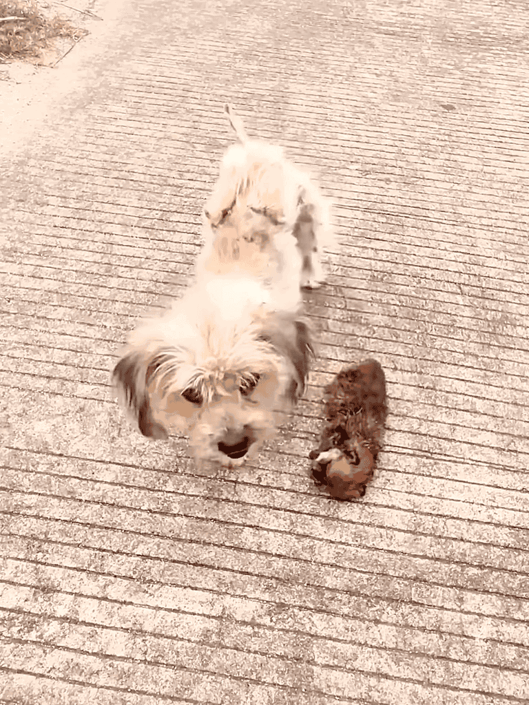 Cute puppy and tiny kitten playing on concrete in outdoor setting.