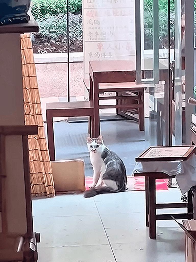 Adorable cat sitting peacefully inside a pet-friendly cafe or pet care center with natural lighting.