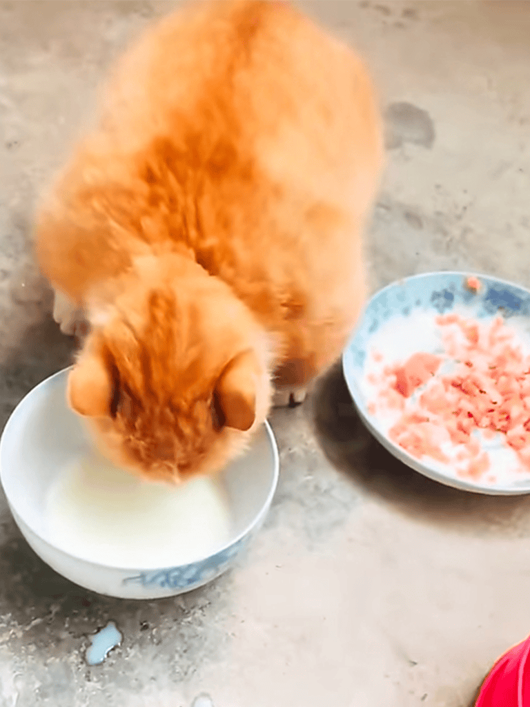 Cute cat enjoying milk in a bowl, showcasing pet food and feeding habits.