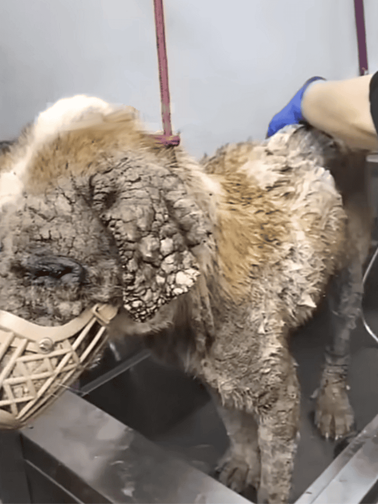 Dog being cleaned after injury or burn, veterinary care for dogs.