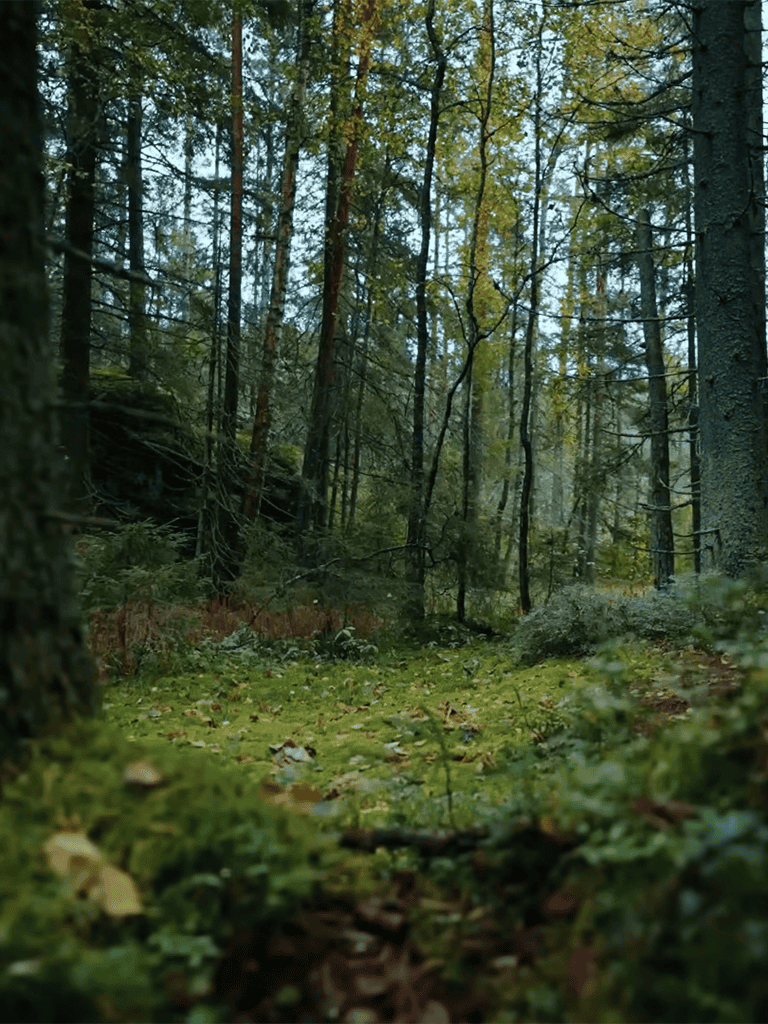 A lush green forest trail with towering trees and dense foliage, perfect for a peaceful walk or outdoor adventure.