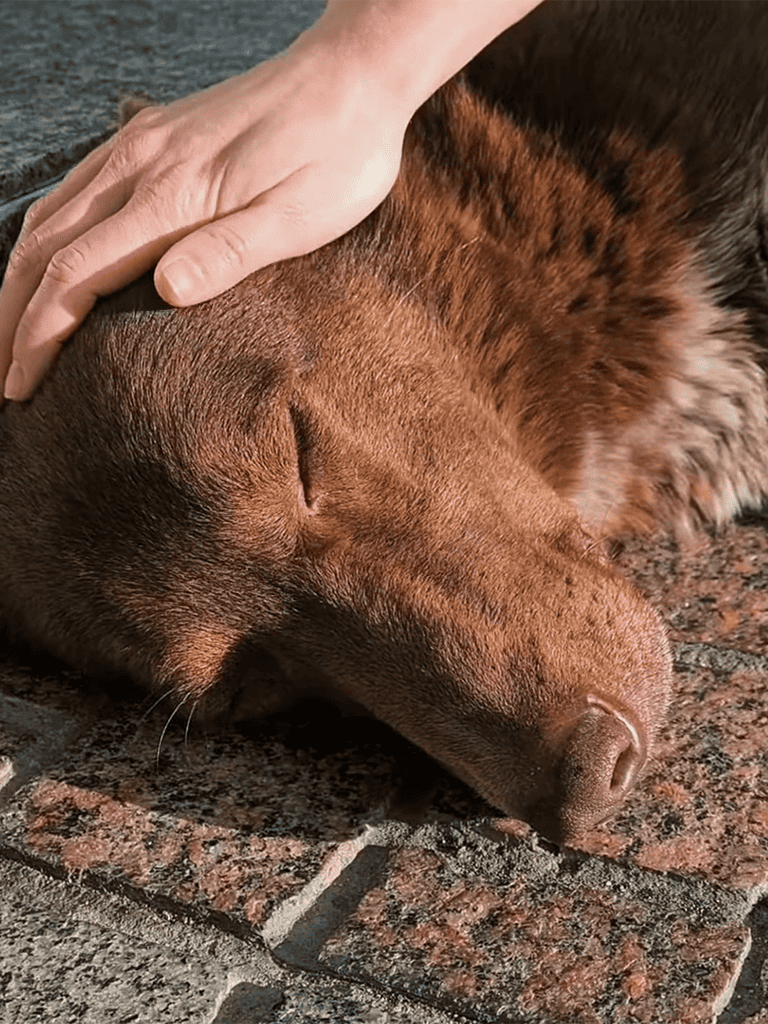 Dog lying on a brick ground, peacefully resting with gentle human hand on its head, showcasing comfort and relaxation.