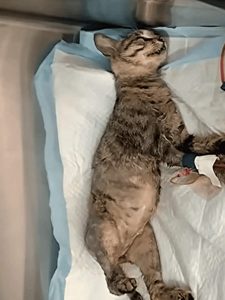 Adorable cat resting during a veterinary visit with a calm expression.