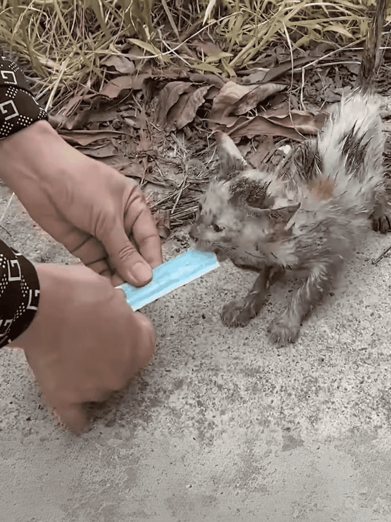 Cat being vaccinated outdoors for health safety.