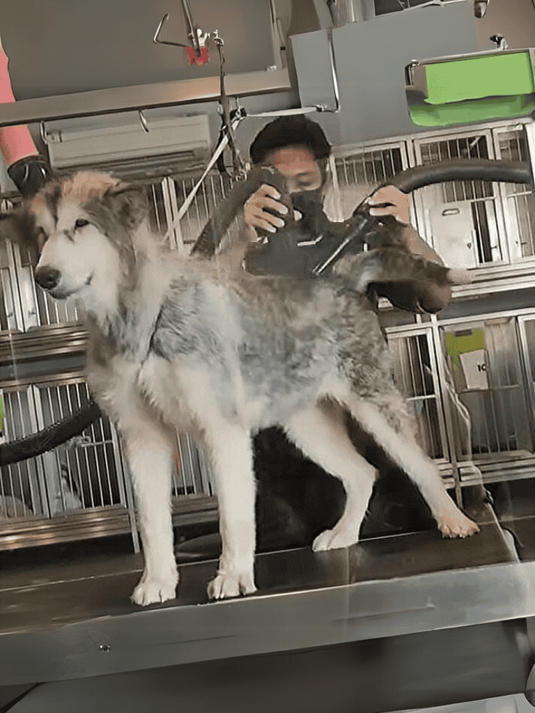 Young husky getting professional grooming services.