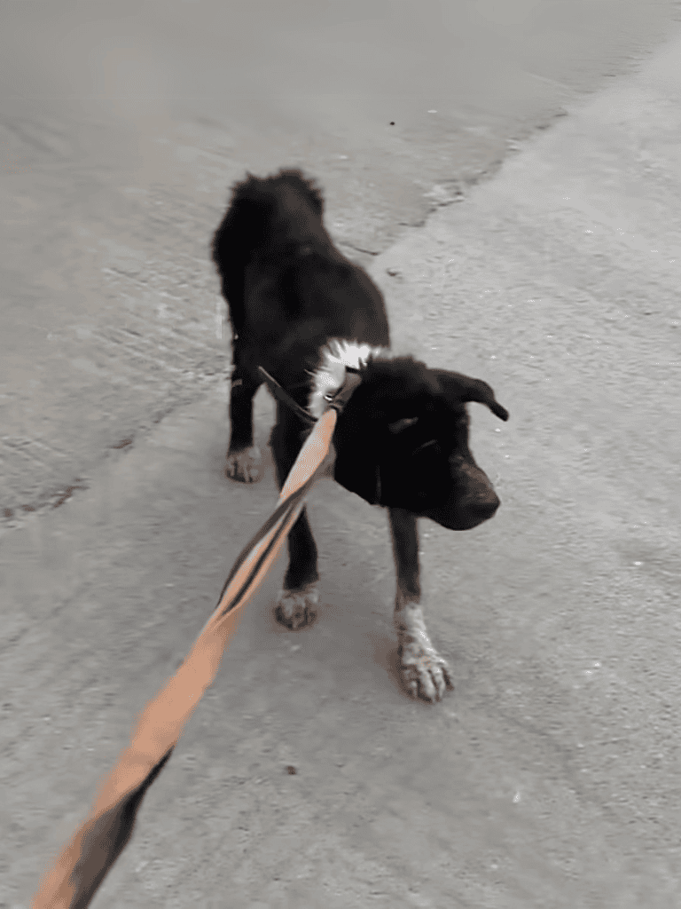 Adorable black and white puppy on walk outdoors, adorable pet care and dog training focus.