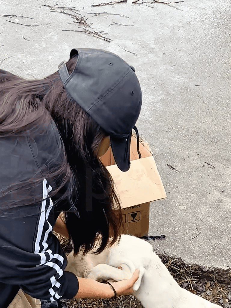 Pet Rescue and Care.