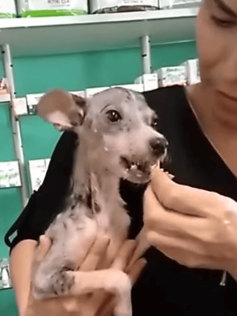 Adorable small dog, veterinary visit, pet health care, animal clinic, dog wellness.