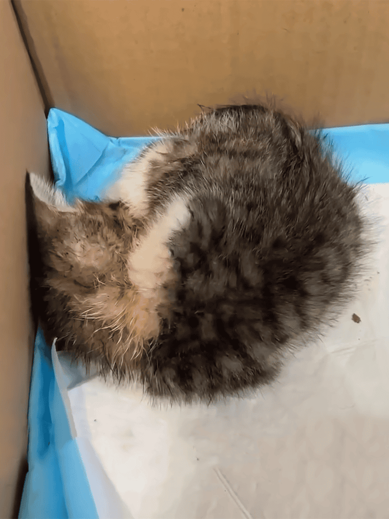 Adorable puppy and kitten cuddling and sleeping inside a box.