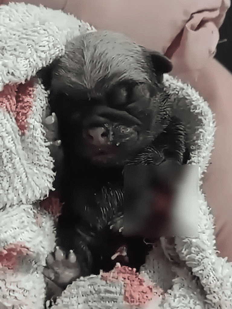 Puppy sleeping soundly wrapped in cozy blanket for comfort.