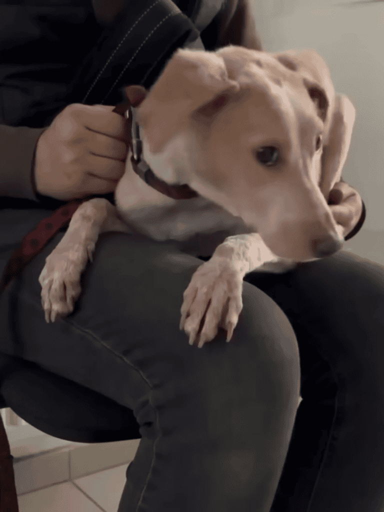 Adopt a loving dog from Dogfix.com for caring homes and expert support.