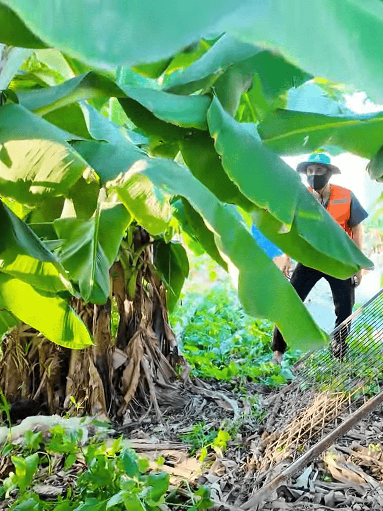 Close-up of banana plants with workers inspecting the crop.