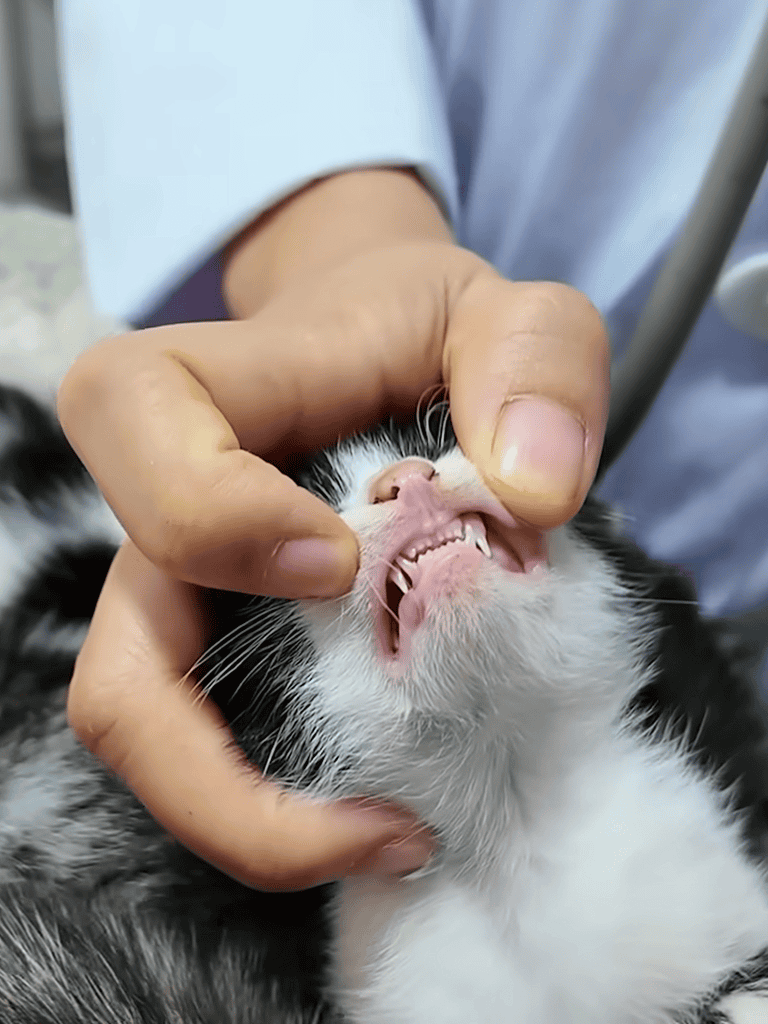 Cat dental health, feline teeth exam, pet dental care, veterinary dental inspection, cat oral health.