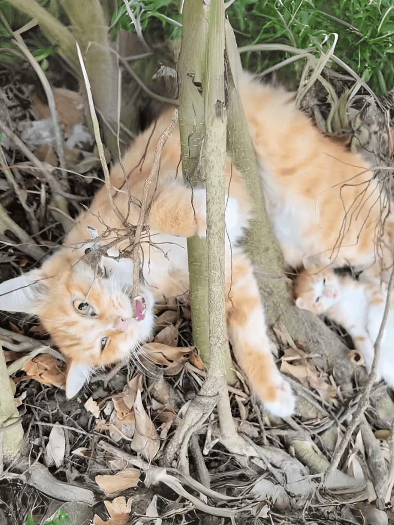 Cute orange kittens playing among tree roots and dry leaves.