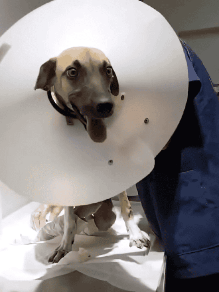 Dog with plastic cone after vet visit, looking up.