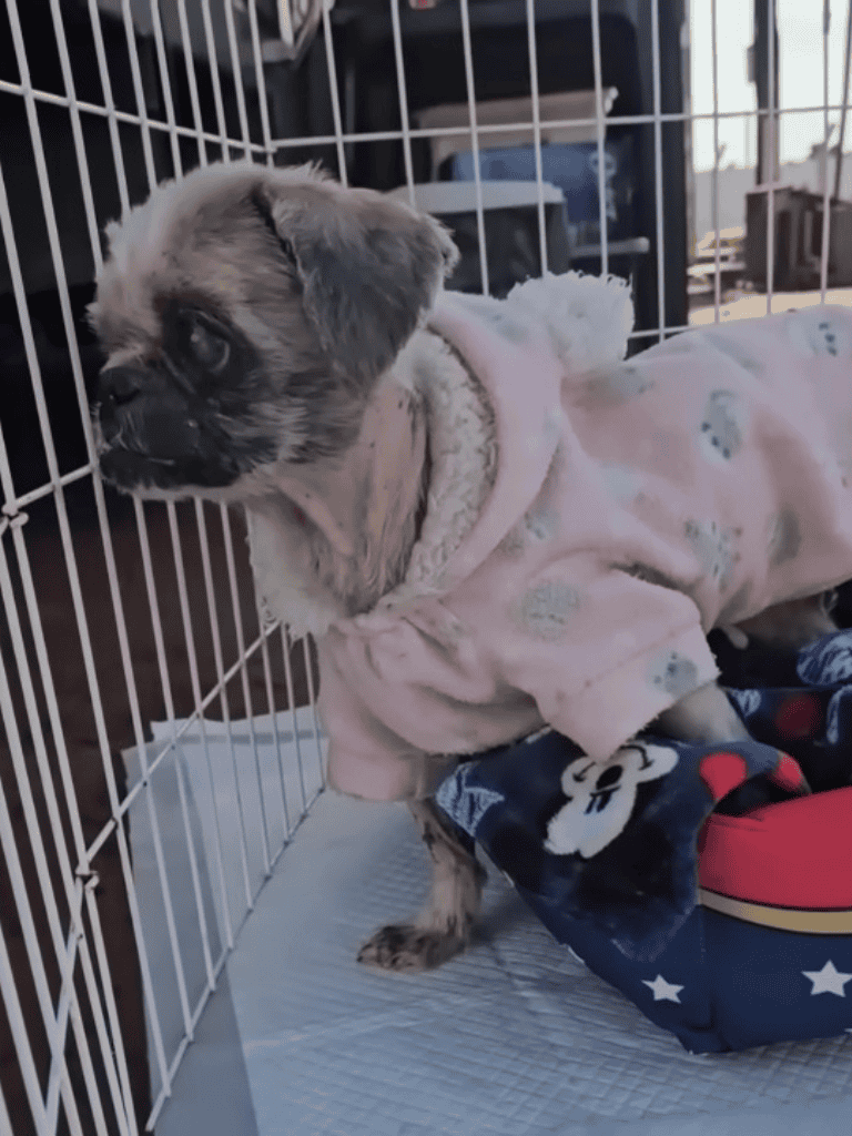 Adorable pug puppy in a safety crate with cozy clothes and blanket, perfect for rescue or shelter.