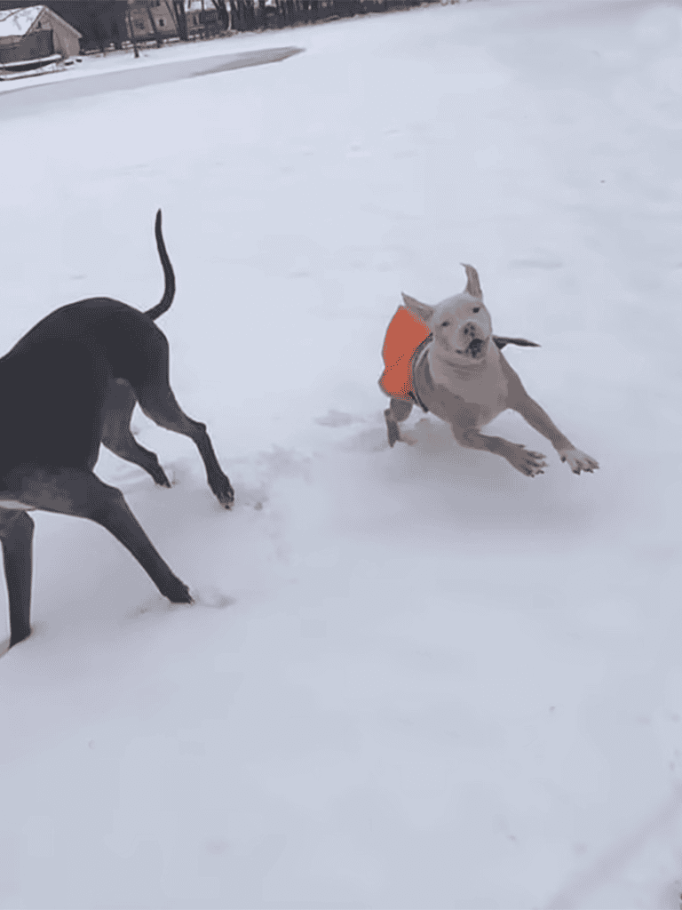 Dogs playing and having fun in a snowy landscape during winter.