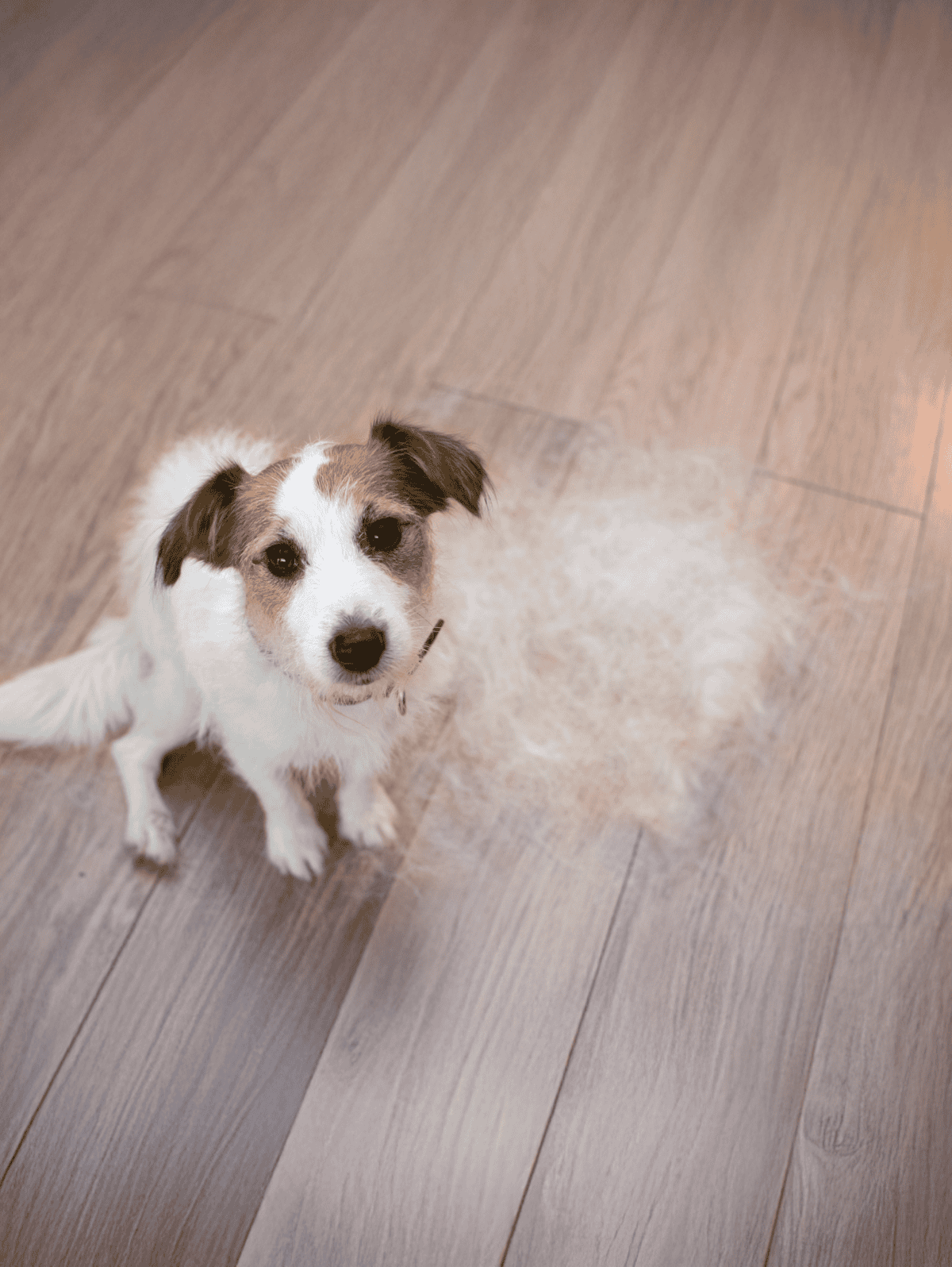 Adorable small dog with a friendly expression sitting on wood flooring, illustrating dog training and pet health tips.