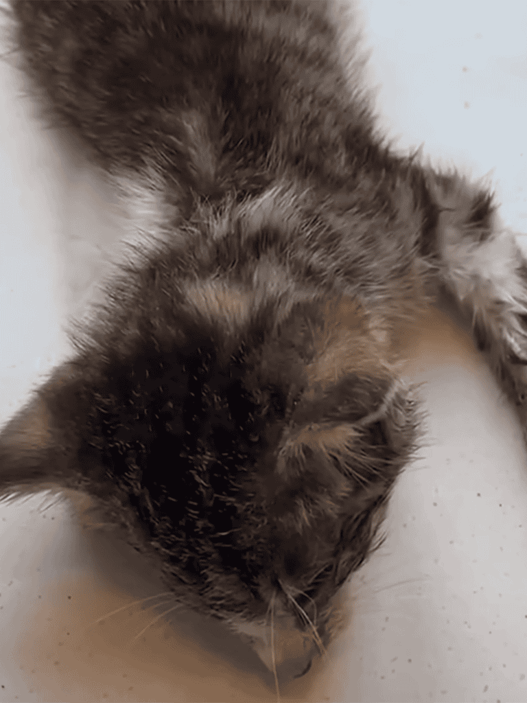 Sleeping kitten with soft fur on white surface.