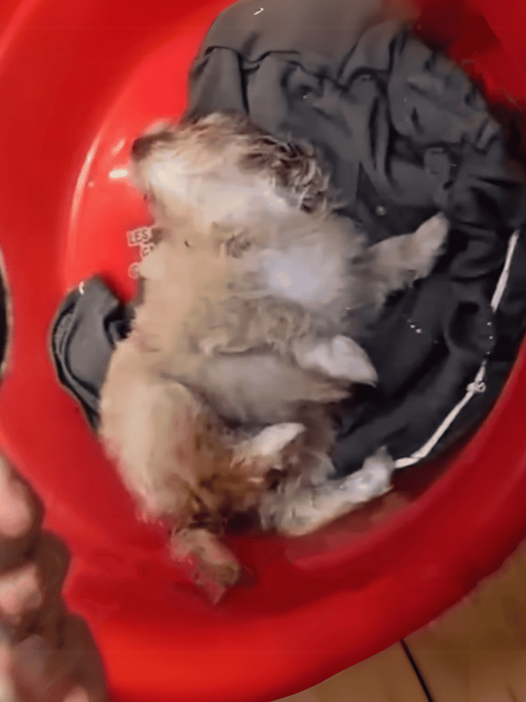 Adorable puppy napping in a red helmet with soft fabrics and cozy surroundings.