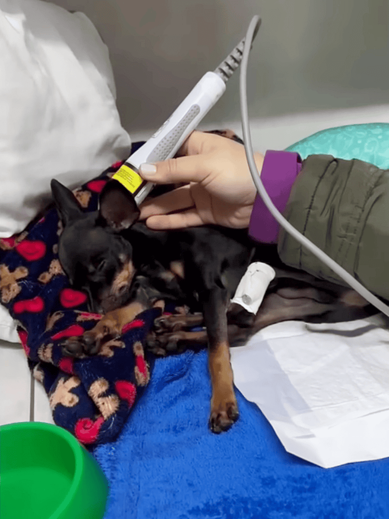 Alt text: Small dog receiving veterinary dental or medical examination with dental tool.