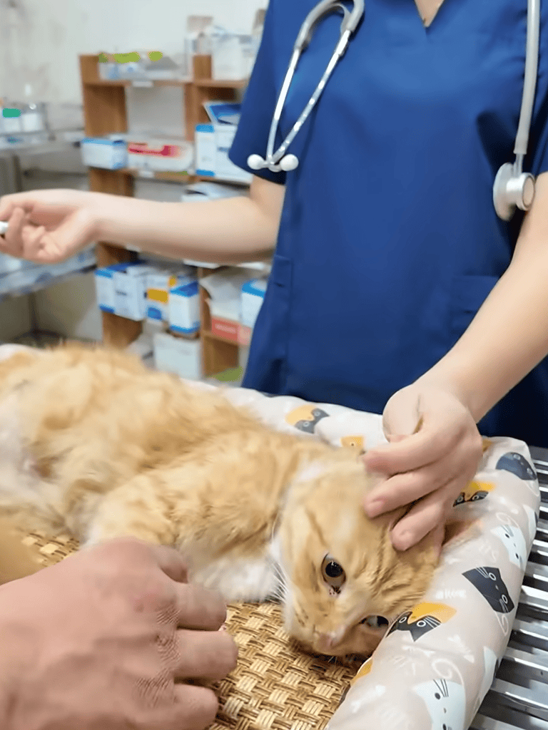 Close-up of veterinarian examining a ginger cat on an exam table in a clinic setting.