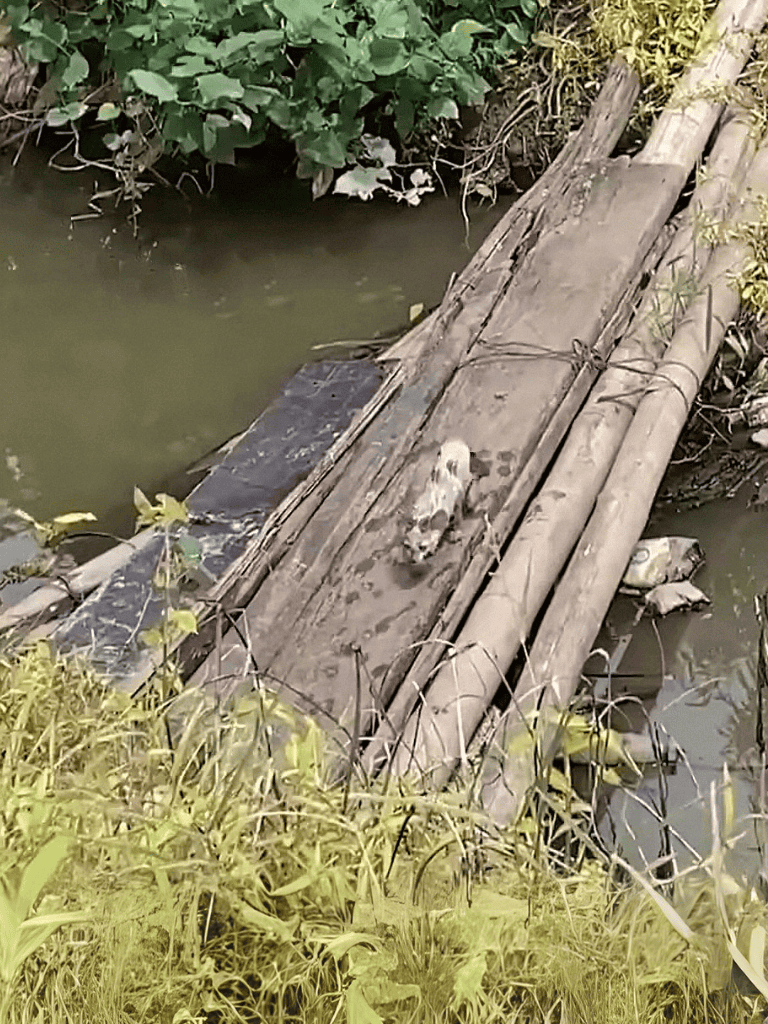 Dog lying on a wooden bridge over water, surrounded by greenery.