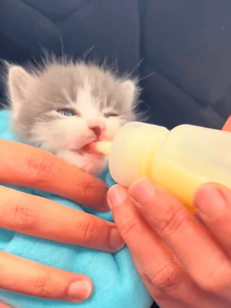 Kitten being bottle-fed with milk, cute and vulnerable young feline care.