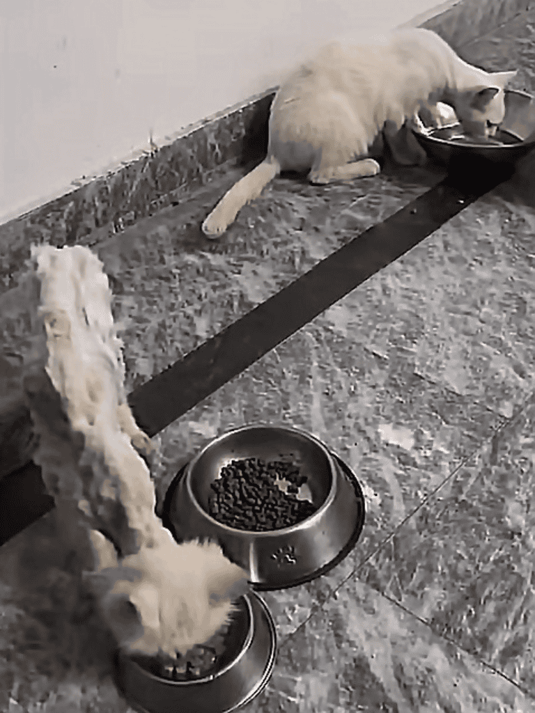 Cats enjoying meals from raised feeding bowls for better posture and health.