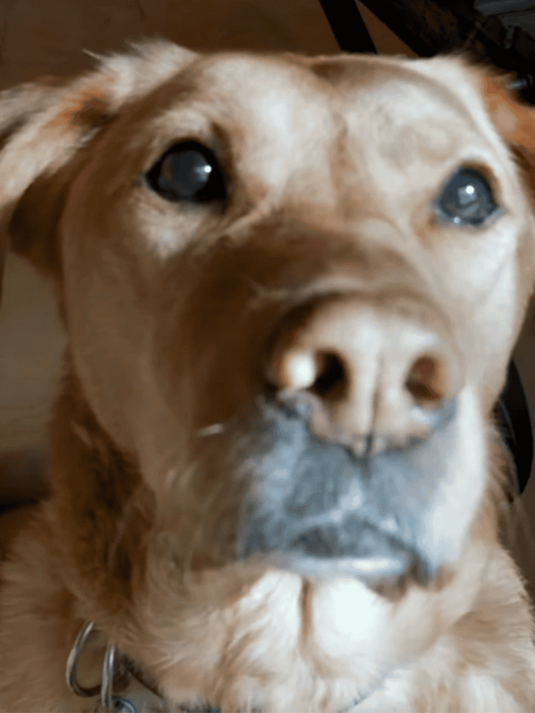 Close-up of a friendly Labrador retriever's face with expressive eyes and a gentle expression.
