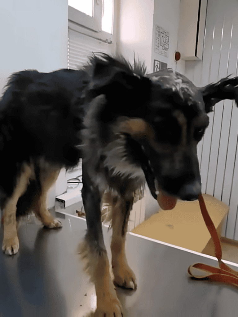 Close-up of a dog with a grooming leash in a pet grooming salon.