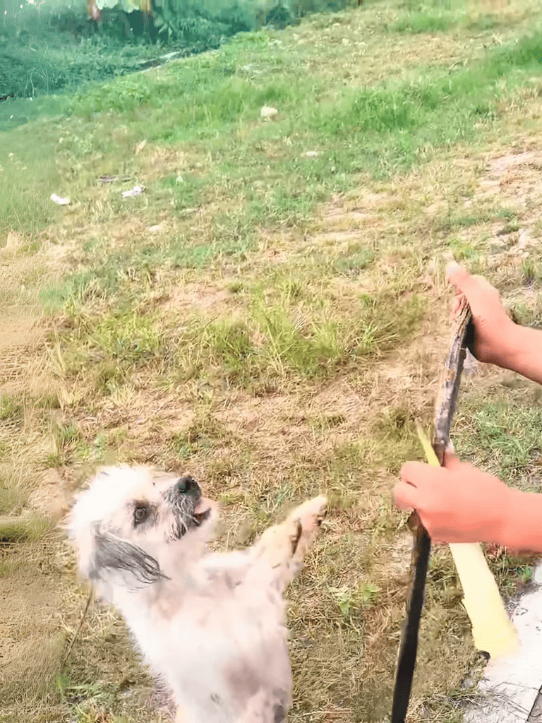 Adorable puppy jumping and reaching for a stick during playtime in a grassy area.