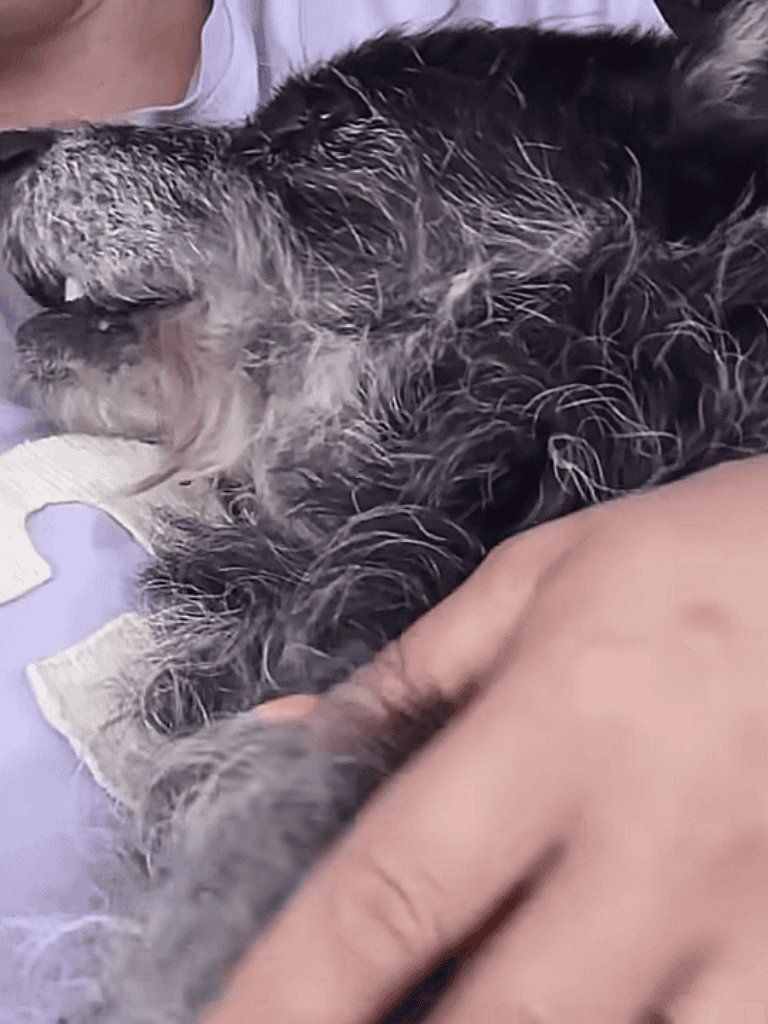 Close-up of a relaxed dog receiving gentle care and comfort.